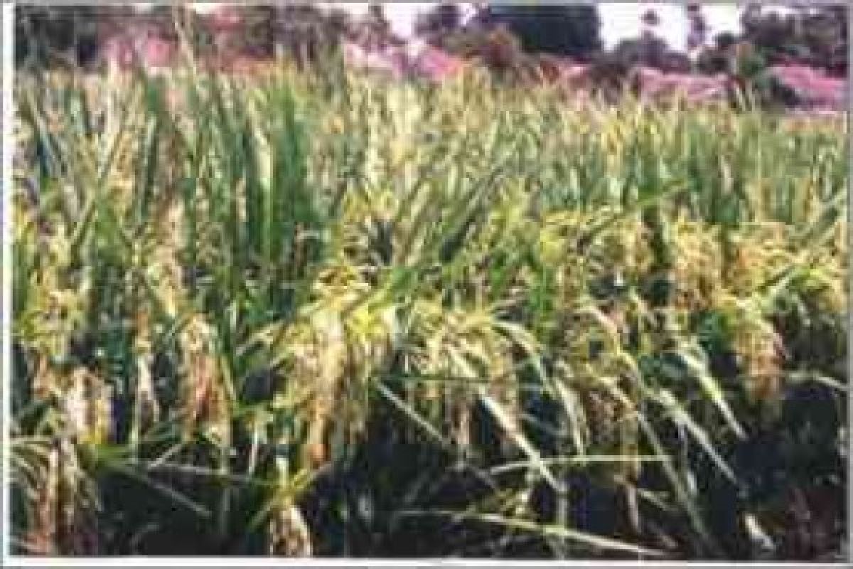 LIPI : padi gogo cocok untuk lahan kering