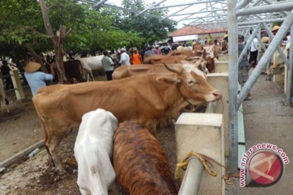 Satu lagi sapi mati mendadak di Gunung Kidul, dikhawatirkan antraks