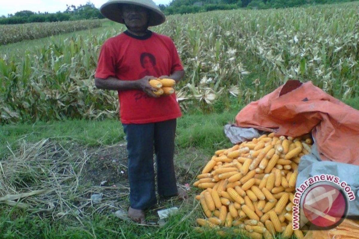 Petani Bantul optimalkan kompos tingkatkan produktivitas jagung 