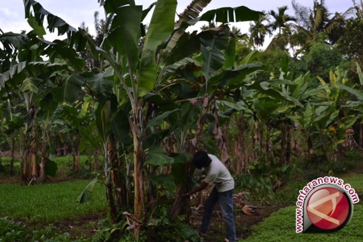 Kebun plasma pisang Yogyakarta dikembangkan jadi agrowisata 