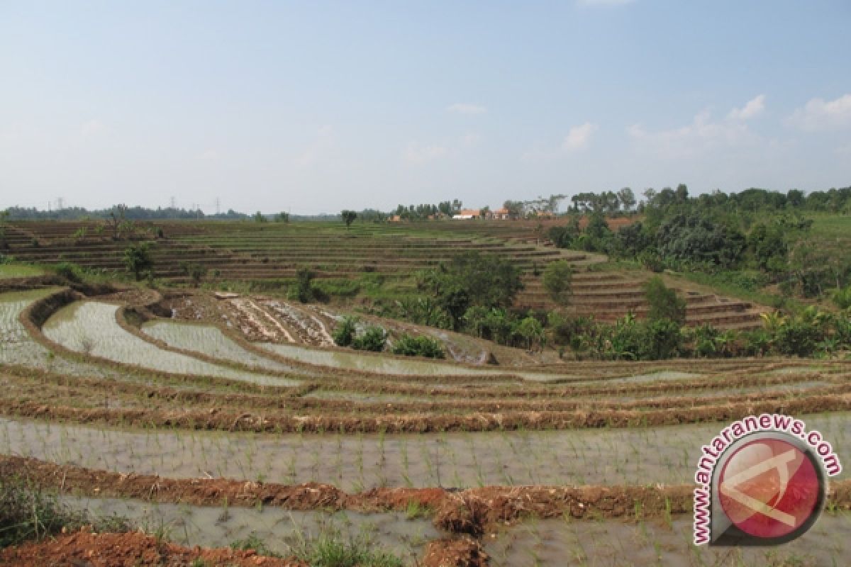 Lahan Padi Di Lampung Bertambah