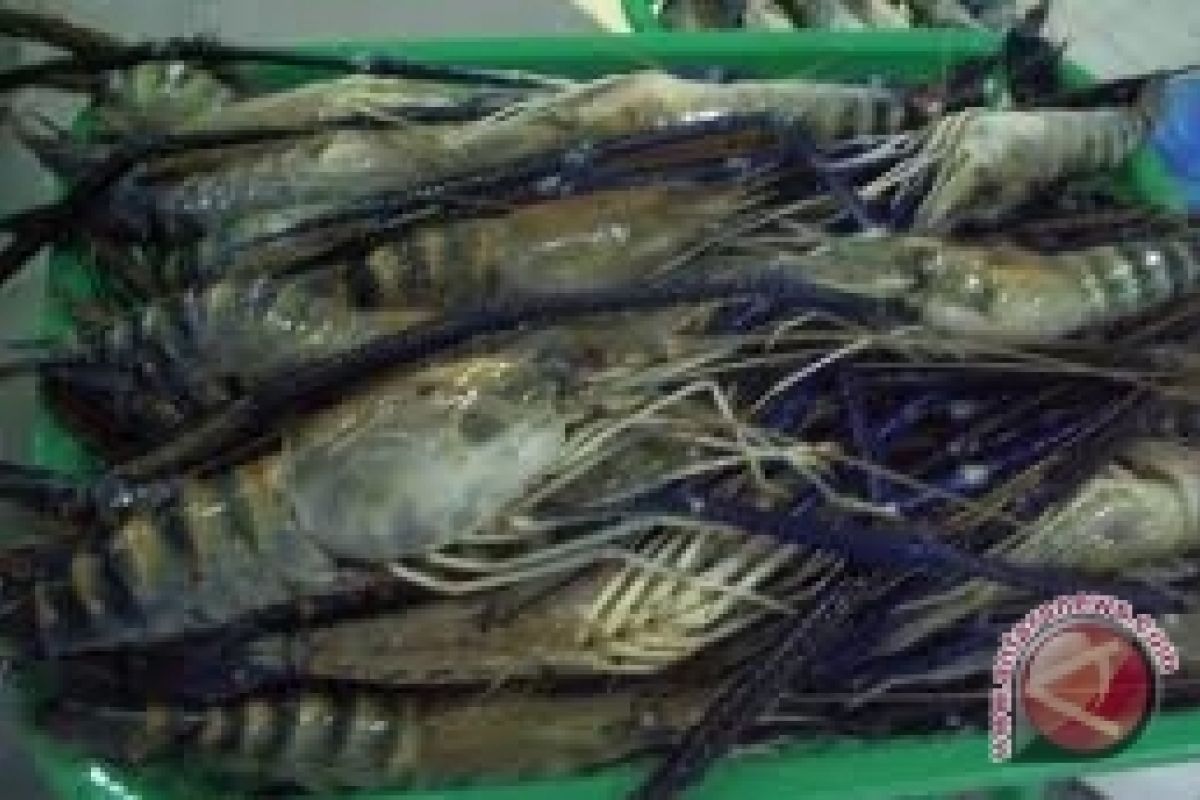 Harga Udang di Sangatta Naik Rp15 Ribu 