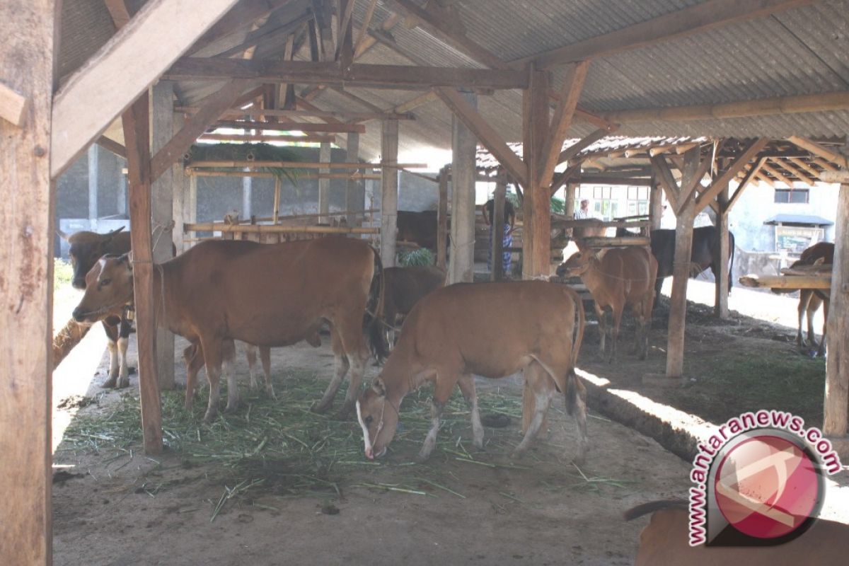 Puluhan Sapi Bantuan Kaltim Sudah Alami Birahi 