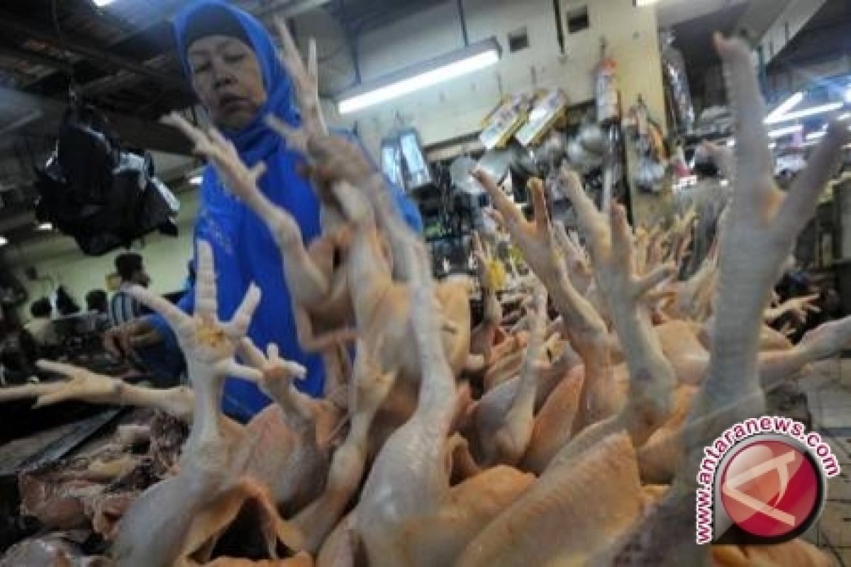 Harga ayam potong di Pangkalpinang naik