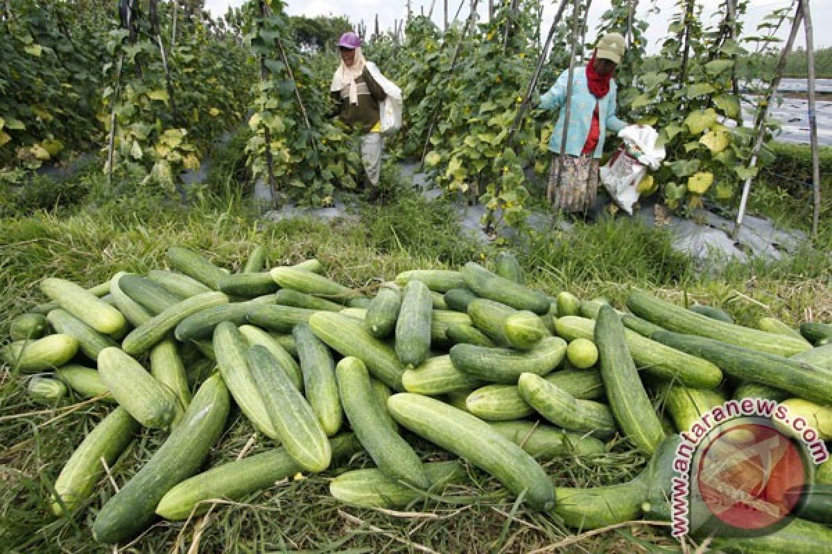 Food diversification through courtyard cultivation