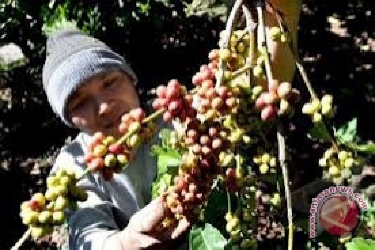 Dataran Napu cocok kembangkan kopi dan sapi