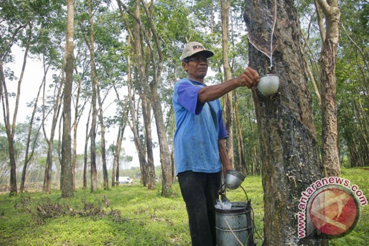 Pemkab Dharmasraya tambah luas kebun karet