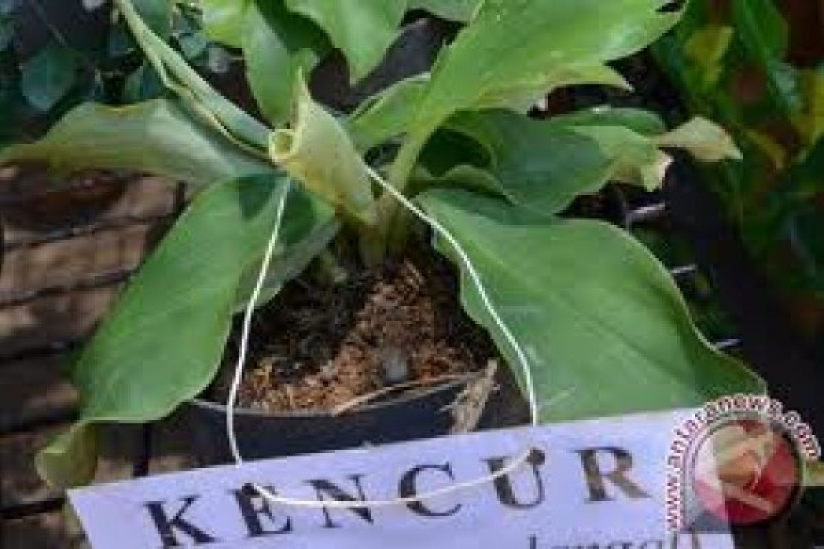 Desa Nguter Sukoharjo Jadi Kampung Jamu