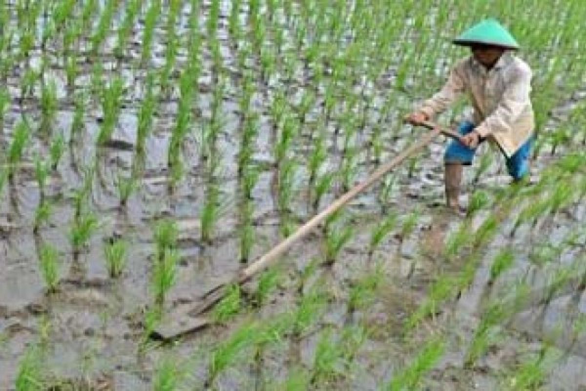 Kepemilikan lahan 0,5 hektare didominasi petani