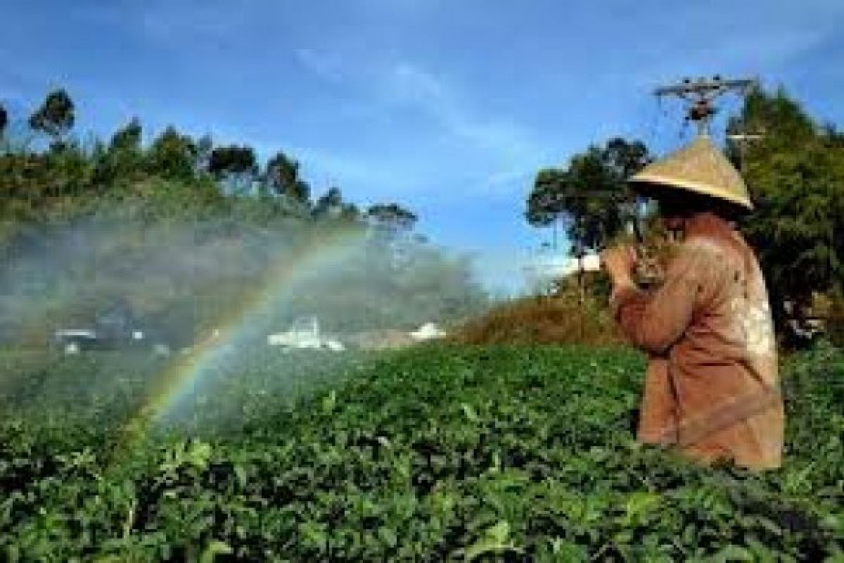 Petani Kentang Dieng Beralih Tanaman Lain