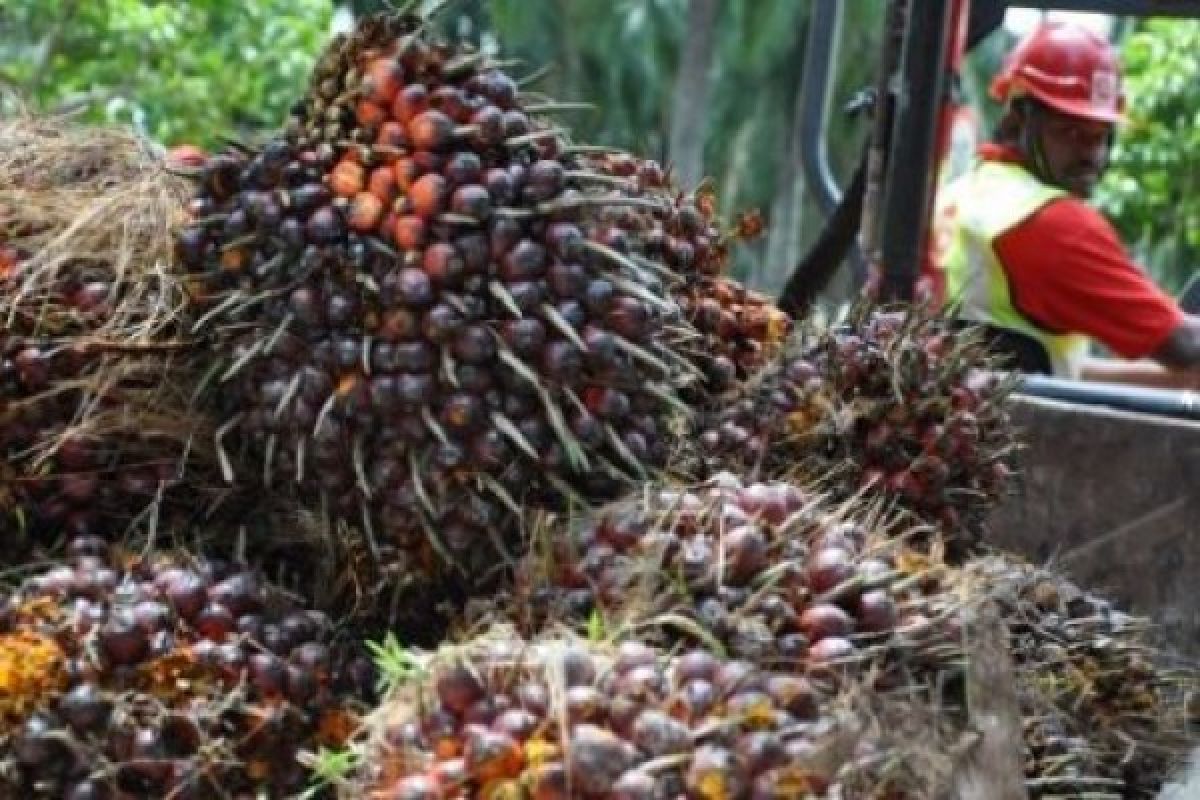 India hentikan pembelian sawit dari pemasok Malaysia, bakal untungkan Indonesia