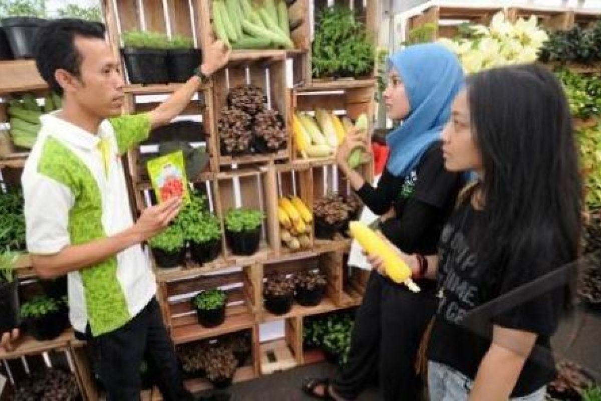 Petani Sayuran Majalengka Mendulang Sukses dari Benih Varietas Unggul