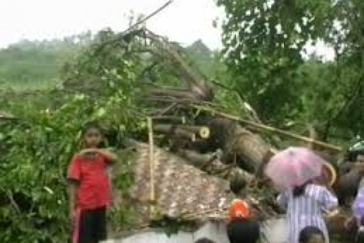 Tiga Dusun di Magelang Diterjang Angin Langkisau