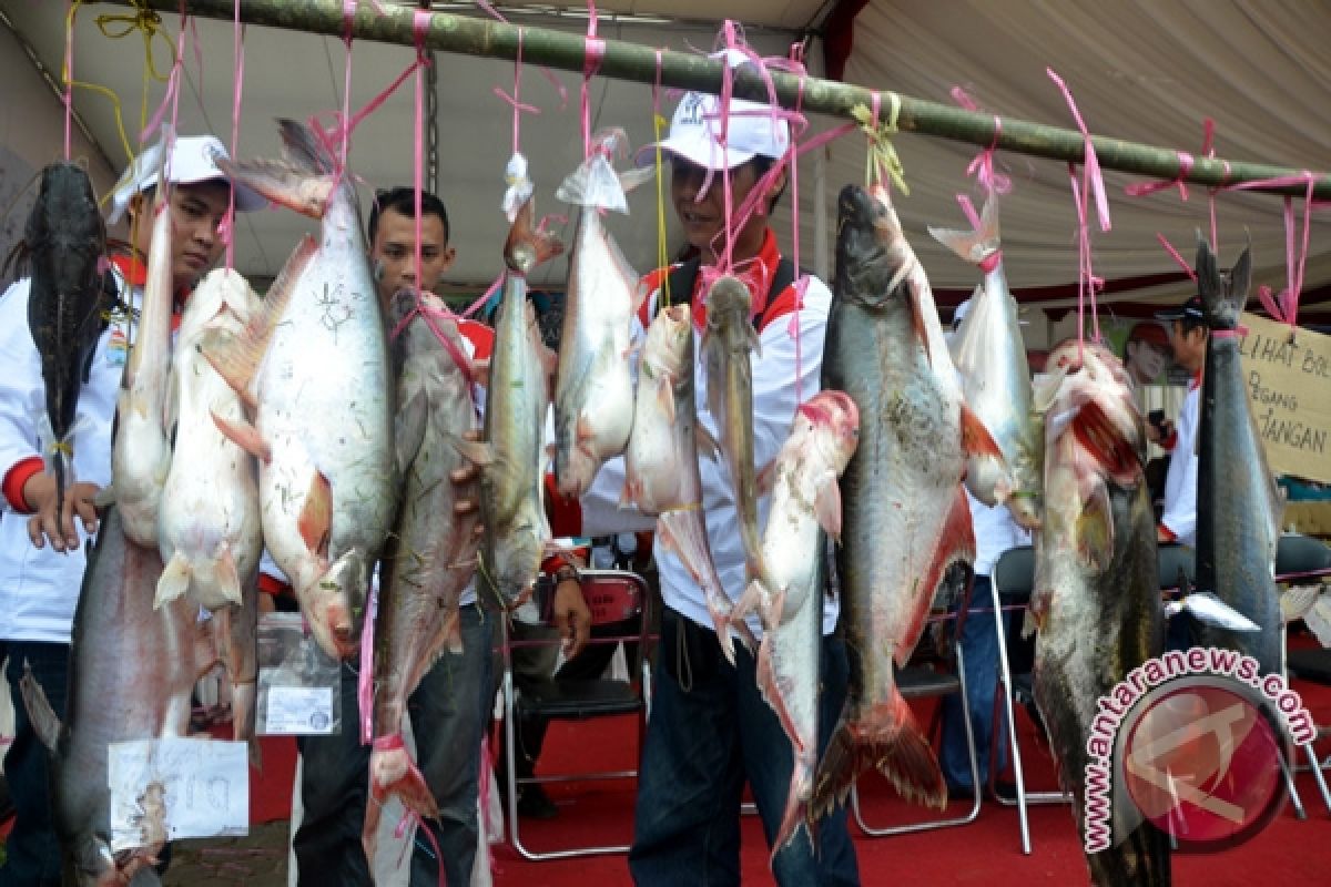 Ikan tapa 6,2 Kg masih ada di Sungai Musi 