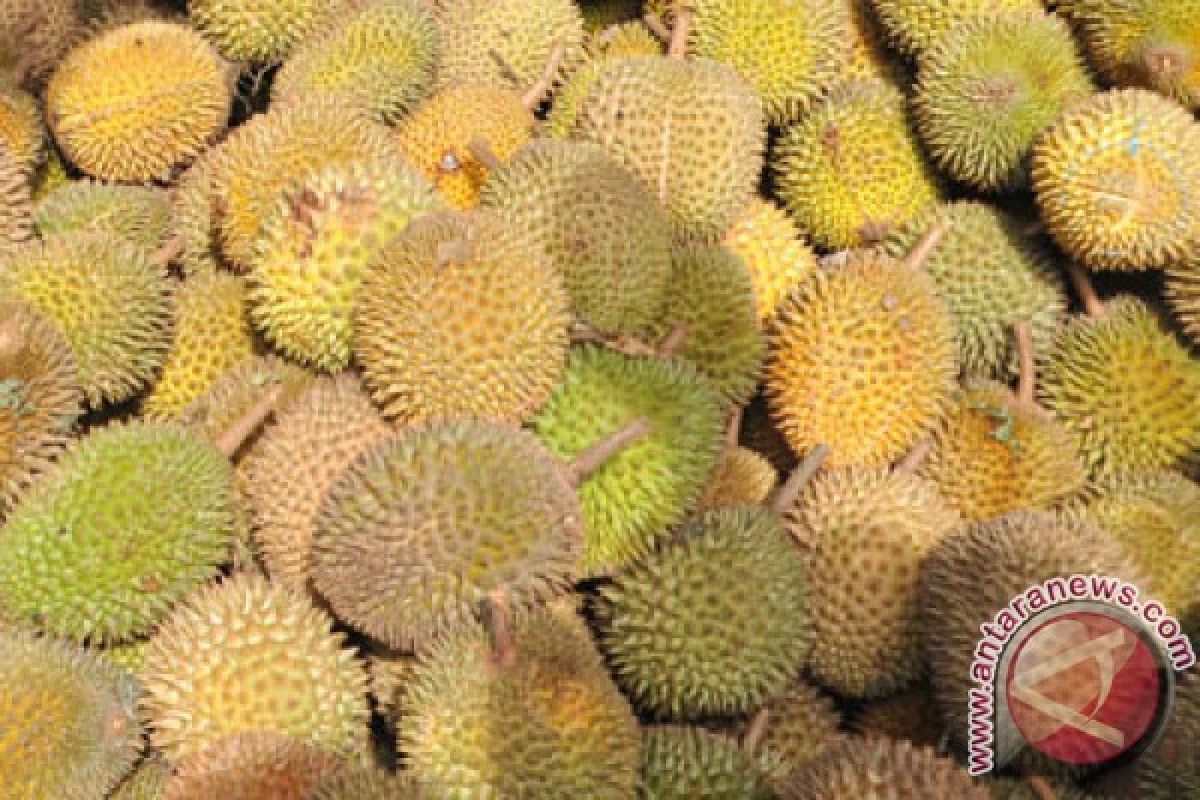 Bangka Barat siapkan 2.000 bibit durian unggul
