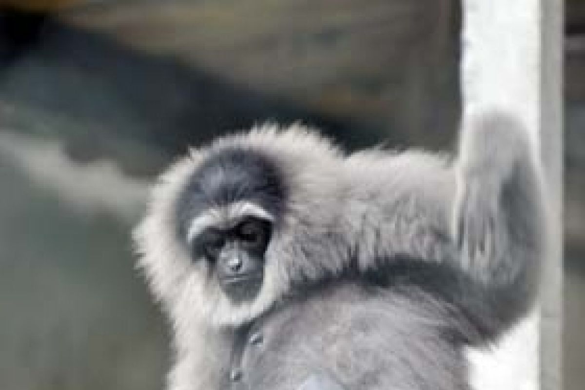 Tiga Satwa Langka Lahir di Bali Zoo