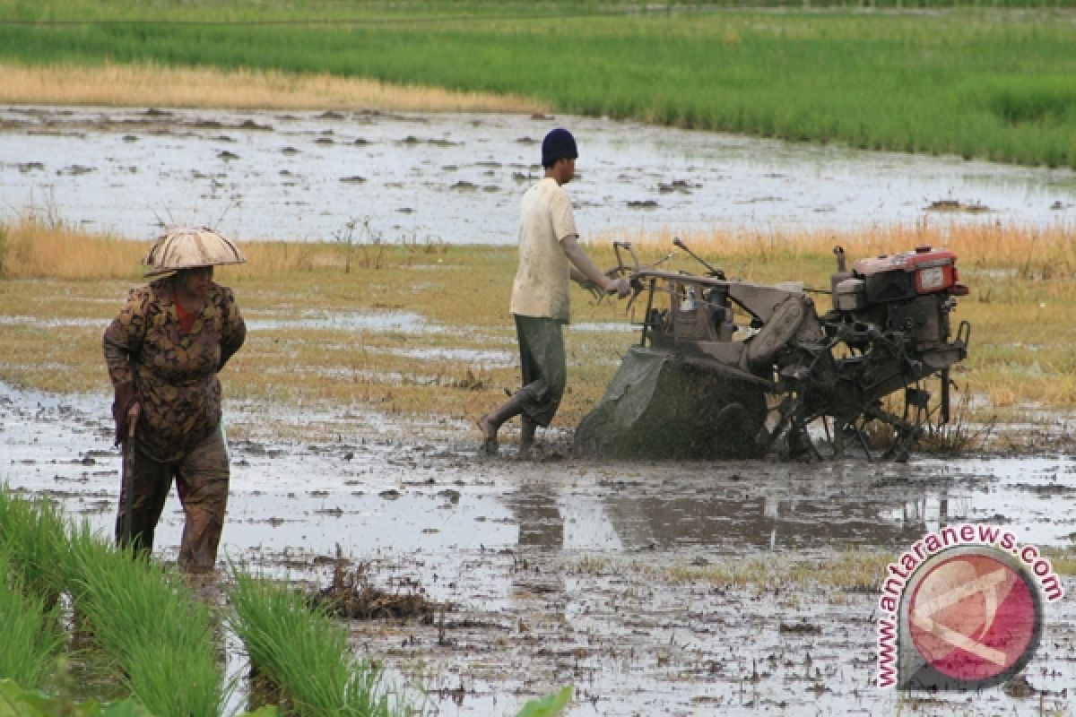 Sebagian Petani Di Kotabaru Mulai Persiapan Tanam