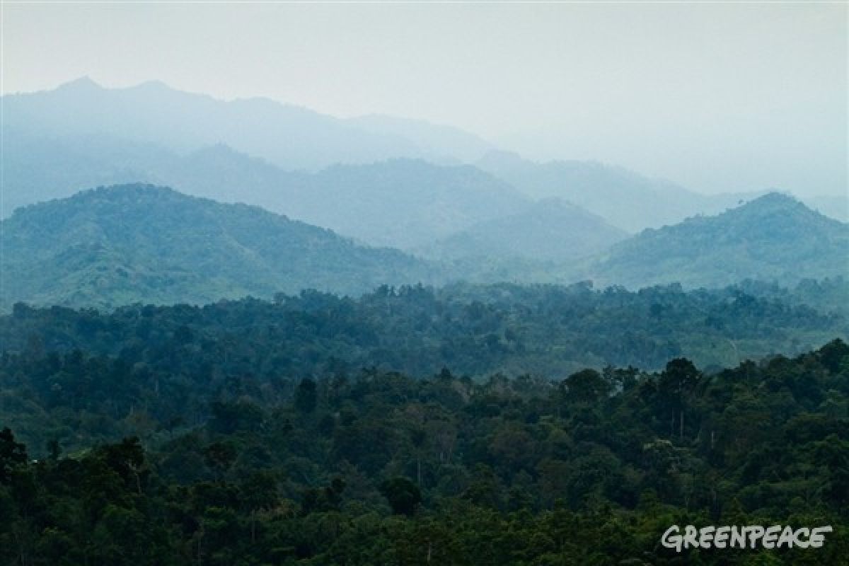 Greenpeace asks Indonesia to carry out forest moratorium