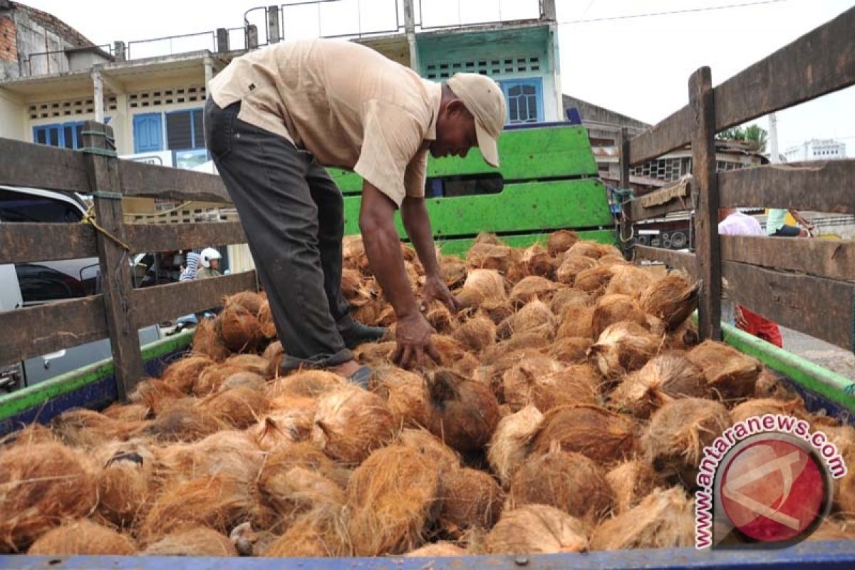 Kelapa Bengkulu geser dominasi Lampung di pasar Bekasi 
