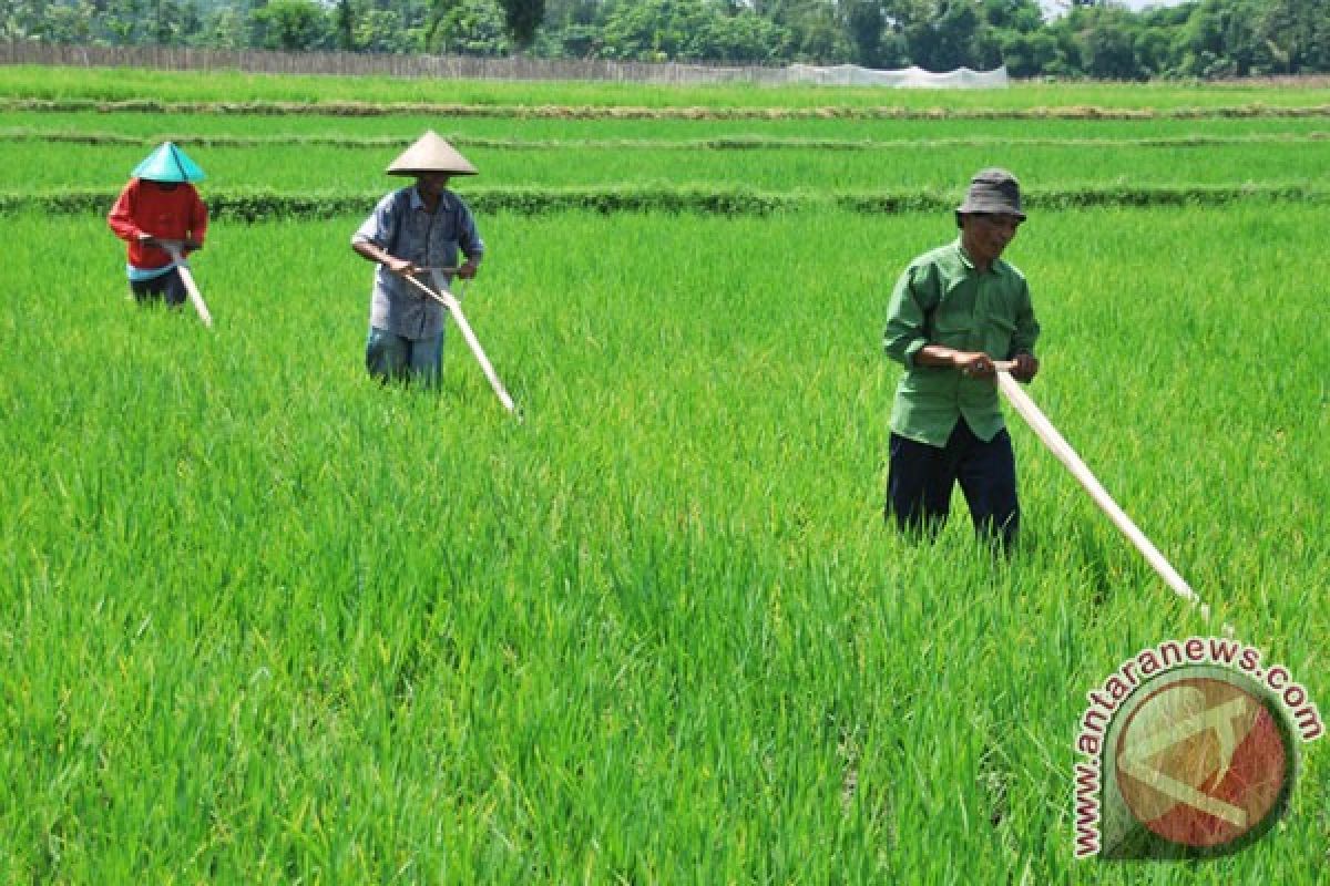 Sukabumi buka 215 hektare lahan pertanian baru