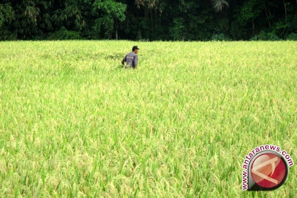 Pemkab Musirawas kembangkan tanaman padi organik