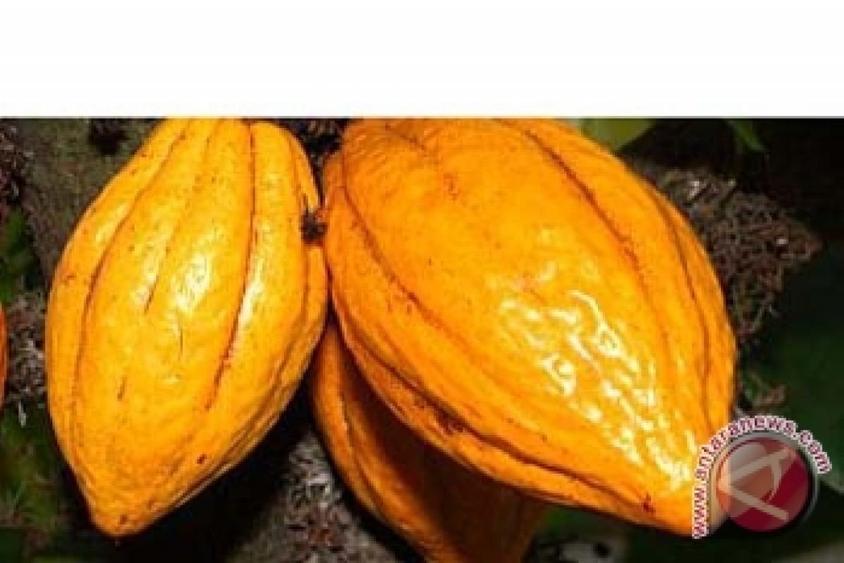 Kolaka Utara to revitalize 43 thousand hectares of cacao plantations
