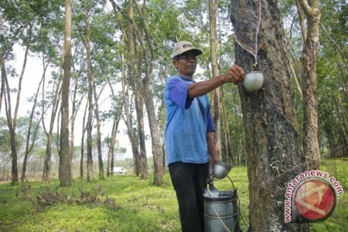 Gapkindo: Harga Karet Turun 