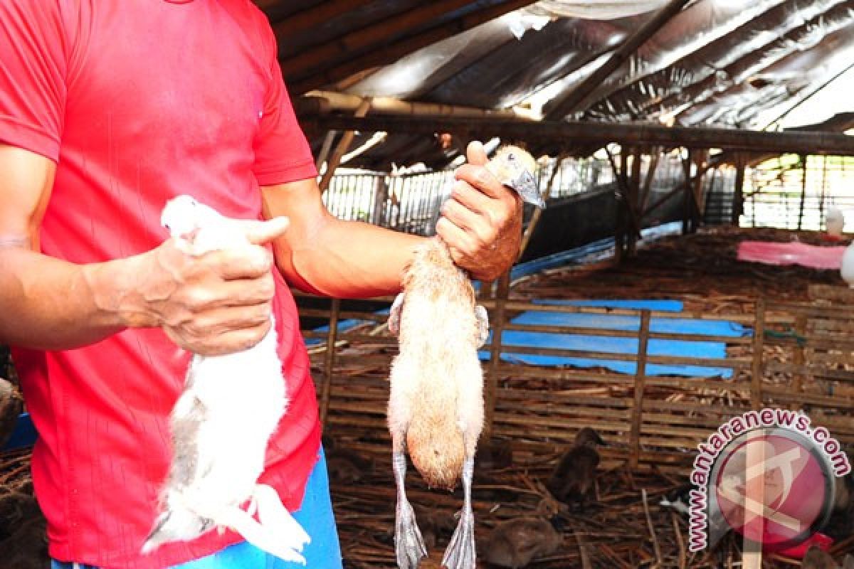 Ratusan itik mati mendadak di Padangpariaman