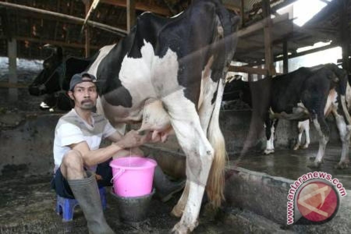 Peternak Sapi perah lereng Merapi mulai pulih 