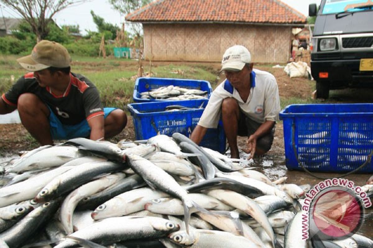 Ribuan hektare lahan tambak Indramayu rusak