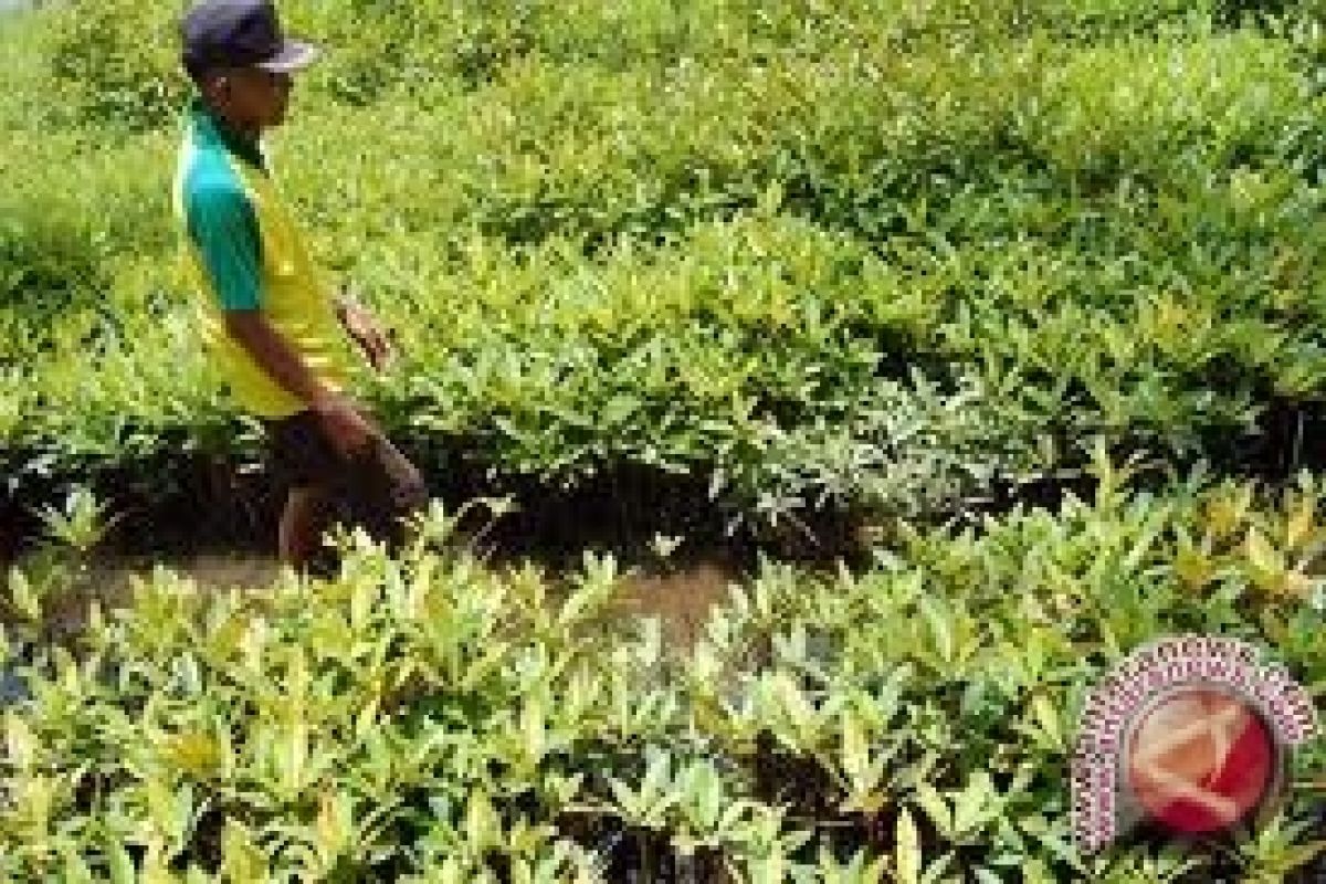 Bantul lengkapi kawasan konservasi mangrove ikon wisata