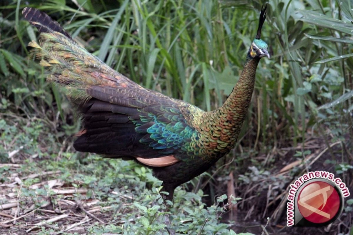 Pemerintah diminta lestarikan burung endemik daerah 