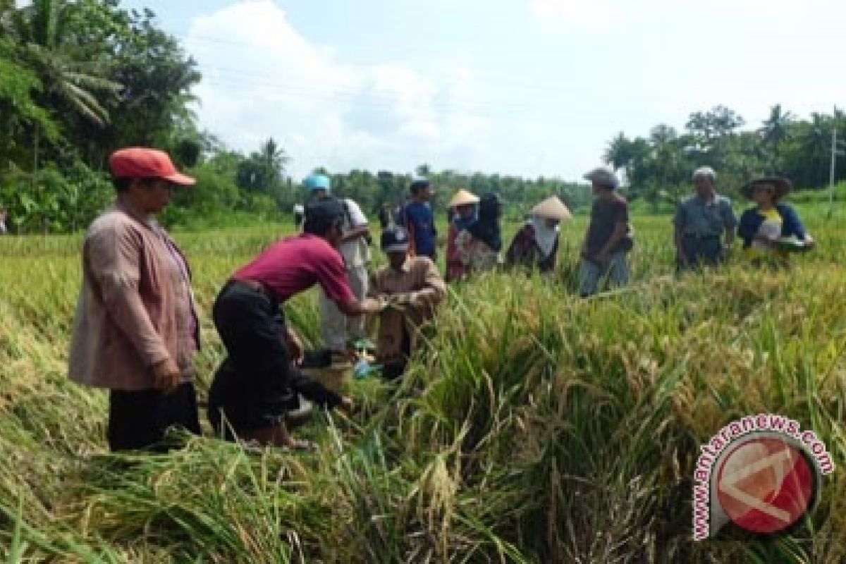 Nilai tukar petani DIY naik 0,58 persen 