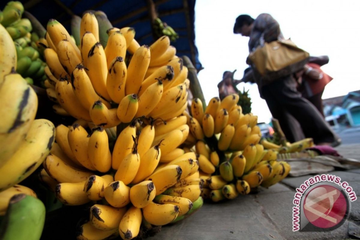 Cara memilih pisang yang baik untuk asupan gizi