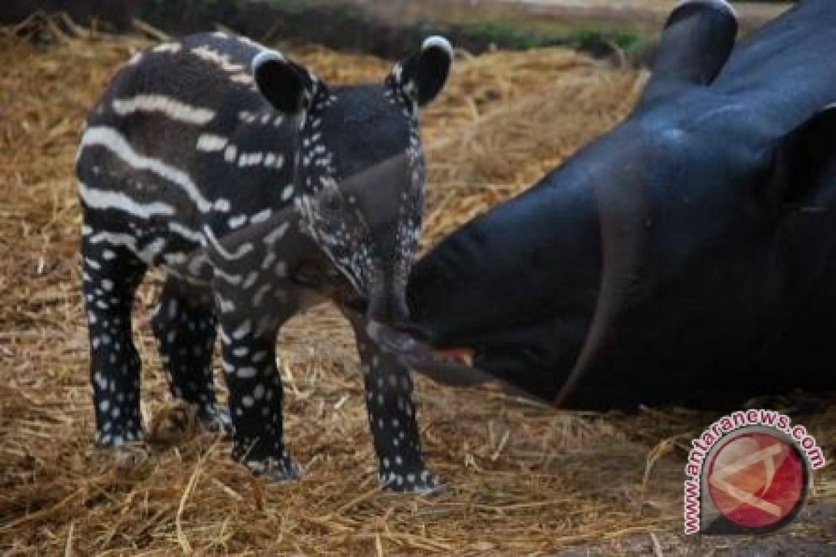 Dokter operasi seekor tapir langka