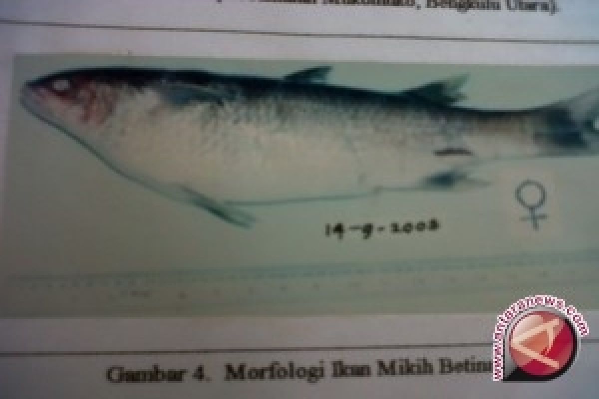 Mukomuko perlukan Rp420 juta untuk domestikasi ikan mikih