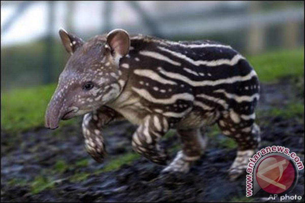 Tapir langka dioperasi di Jambi