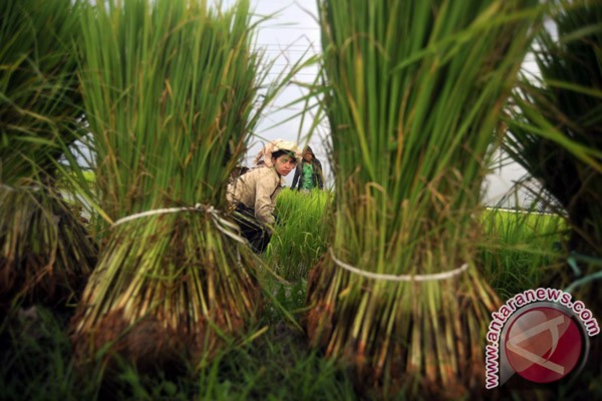 Petani Kudus terima bantuan bibit tanaman padi