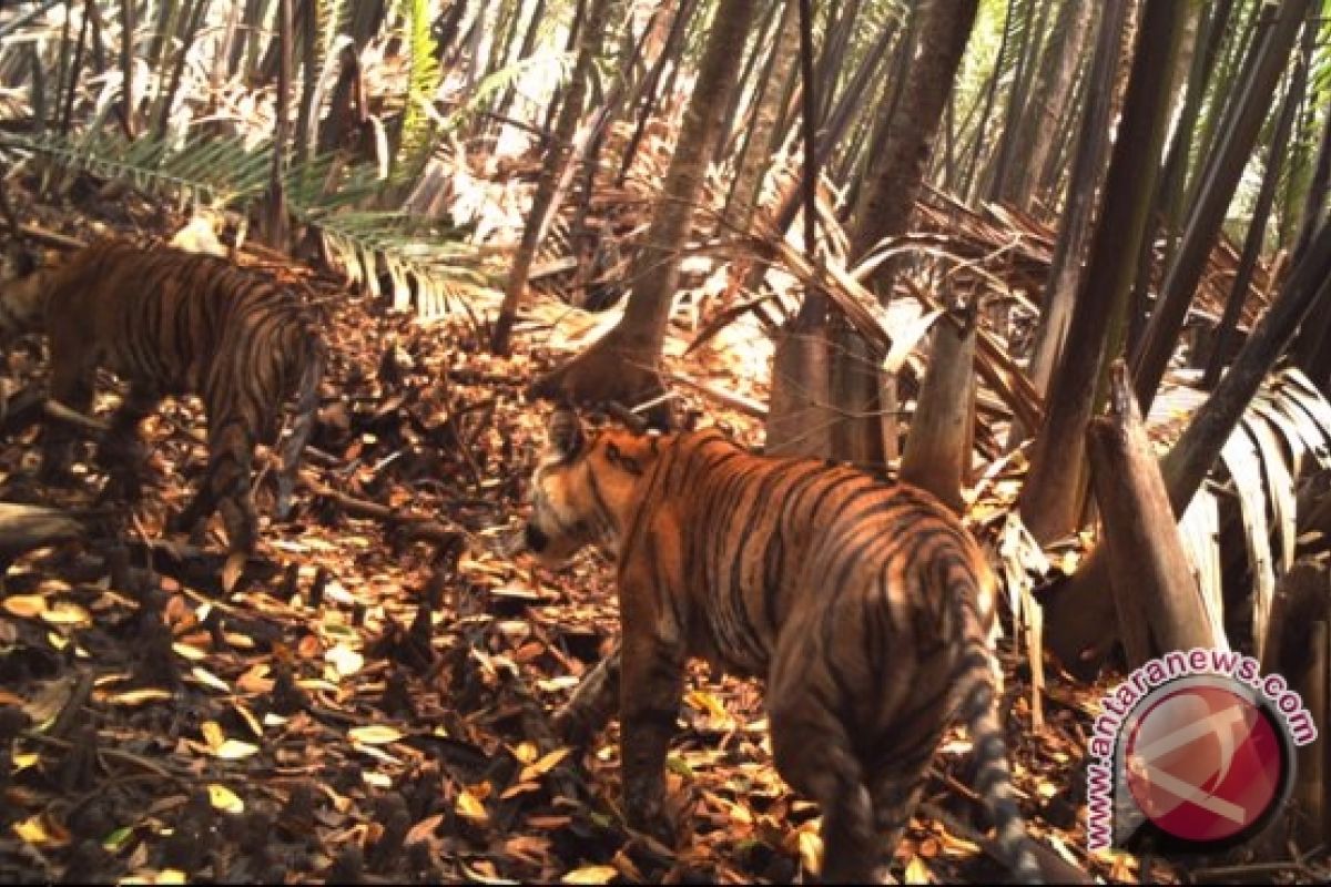 Tiga Harimau Sumatera turun ke jalan desa