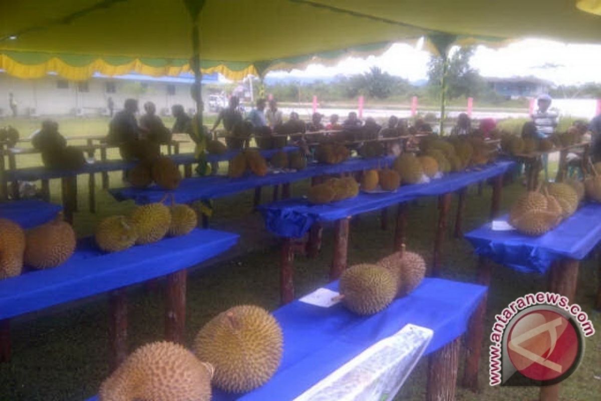 Kontes Durian Unggul Kalbar Diikuti 86 Peserta 