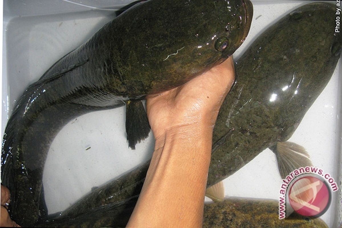 Dozen tons snakehead fish enter Banjarmasin each week