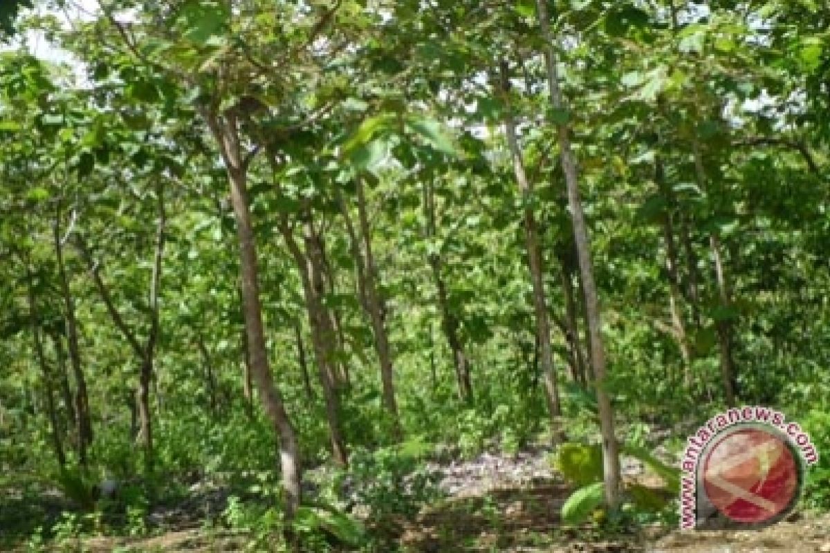 Tiga kelompok hutan rakyat Bantul tersertifikasi 