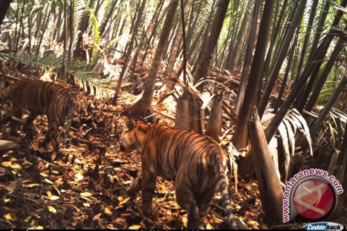 Keberadaan Harimau Sumatera terekam kamera saat melintas di Tobasa