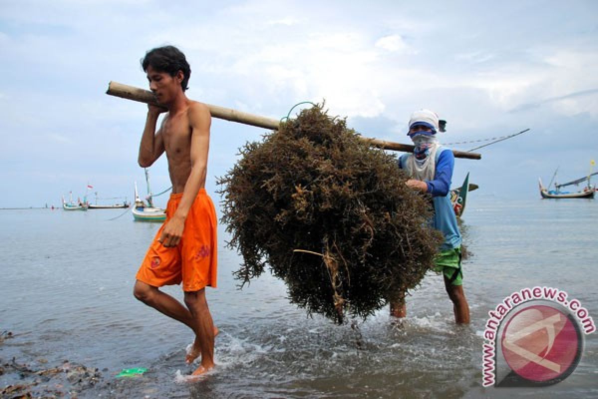 Seaweed farming to create jobs for 650,188 people