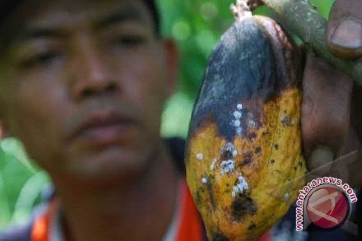 Petani Kakao Stres Gara-Gara Serangan Hama 