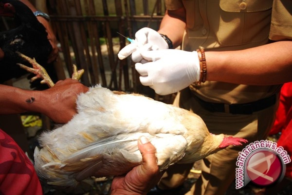 Bantul intensifkan penyemprotan desinfektan cegah flu burung
