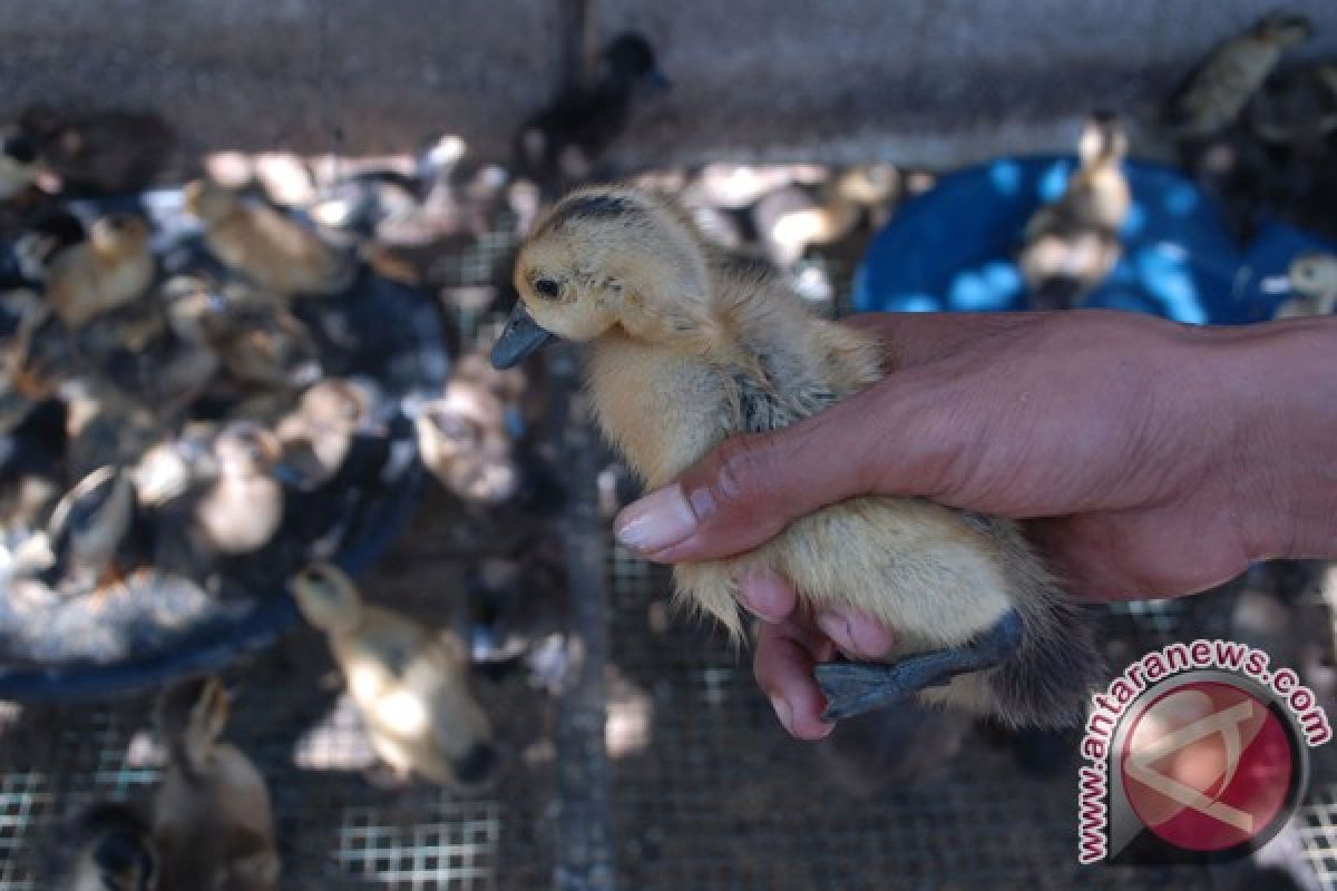 Empat kabupaten di Bali positif flu burung