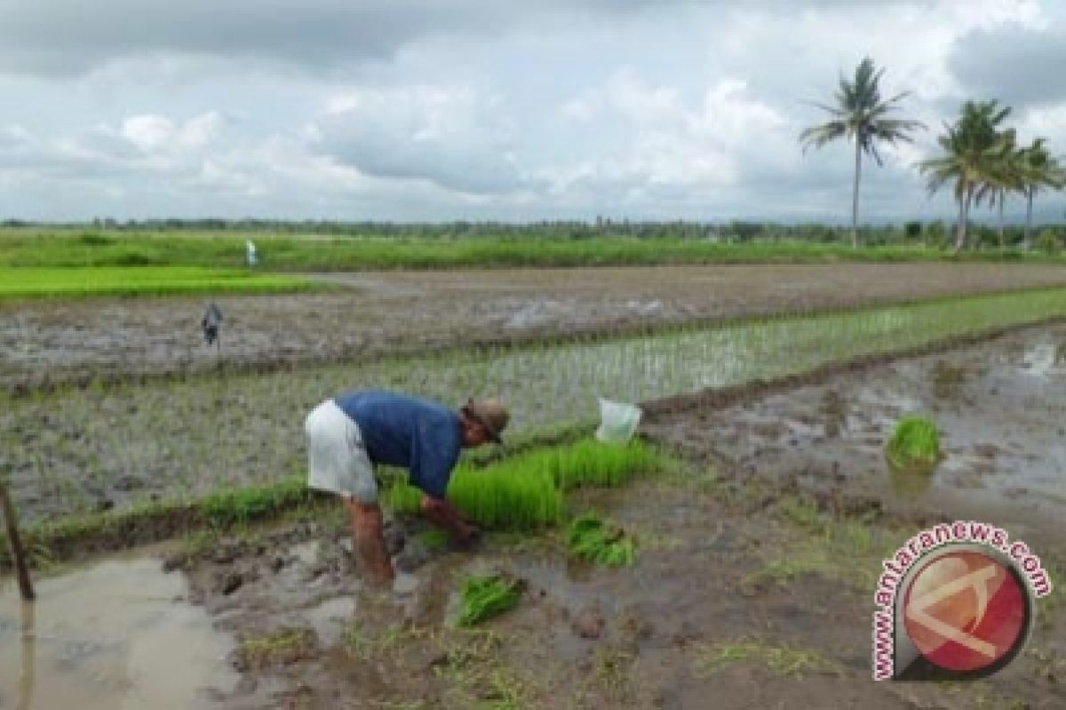 BPTP Yogyakarta rekomendasikan sistem jajar legowo super