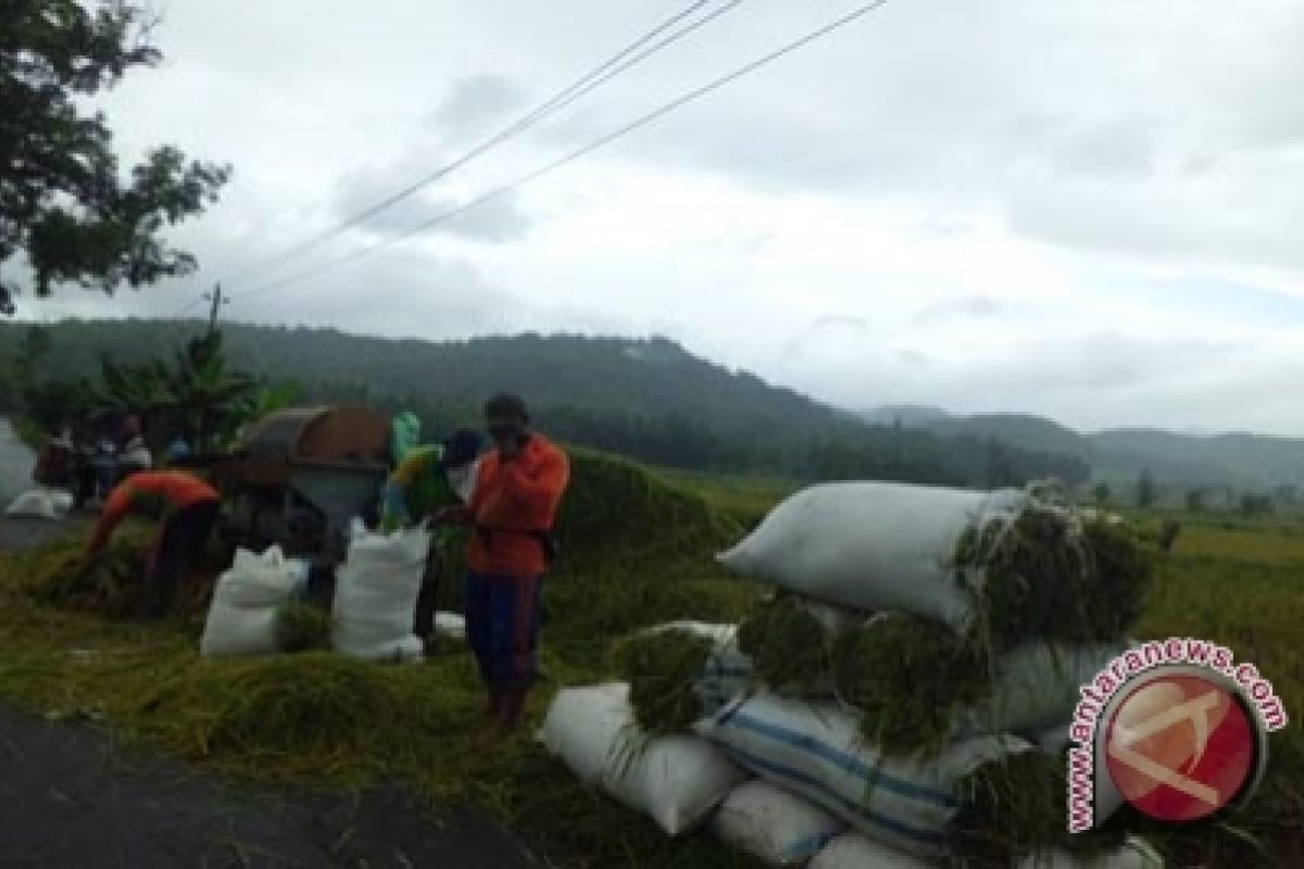 Petani Kulon Progo panen padi Melati Menoreh 