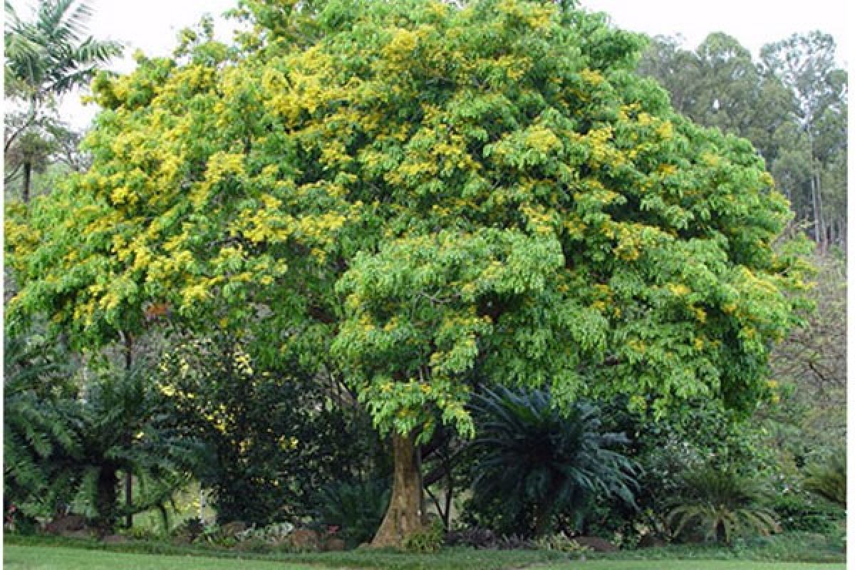 Bunga Pohon Angsana